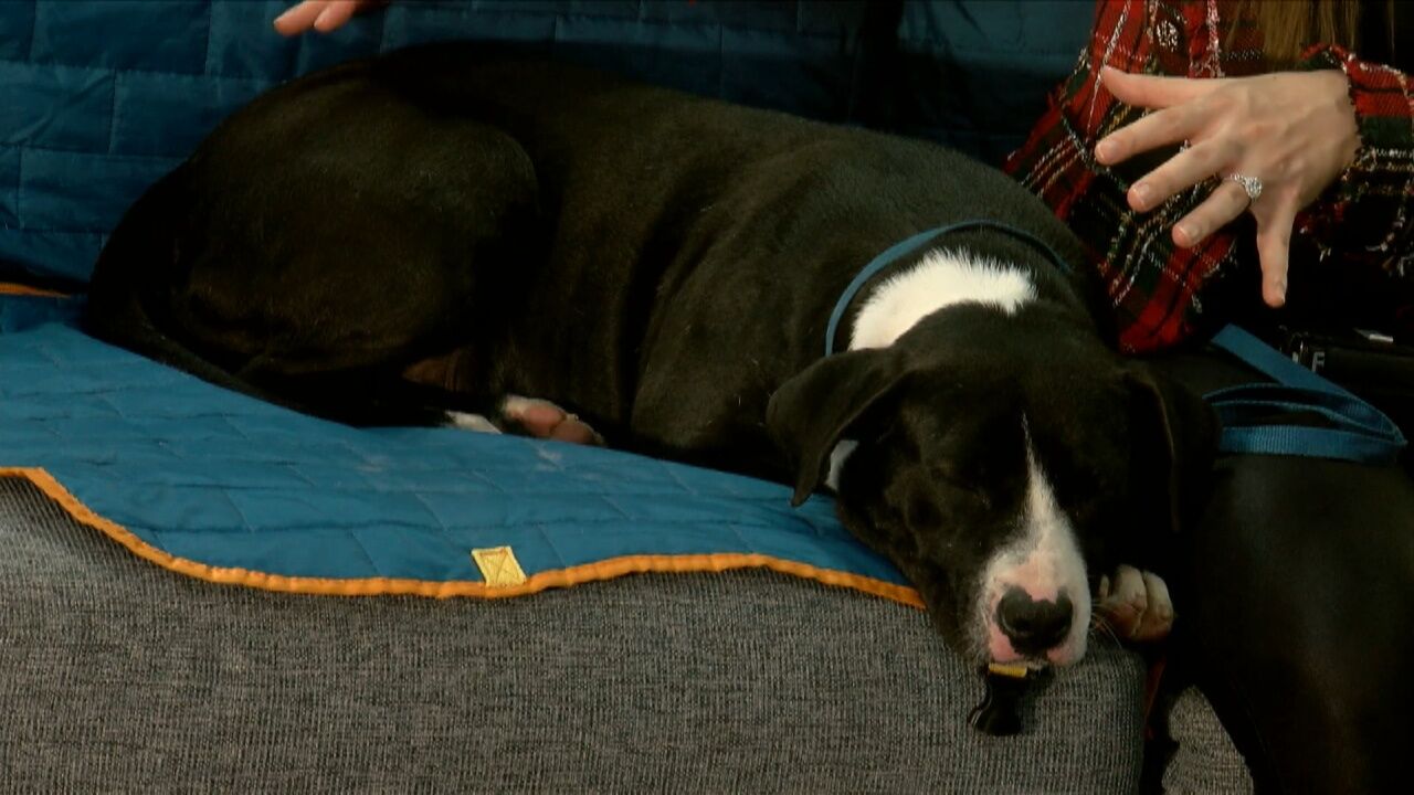 Mutt Monday: Adopt Bianca! St. Landry Parish Animal Controls Pet of the Week